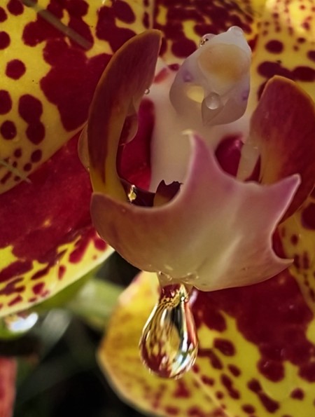 1°. Catarina Macedo Lopes - IOC