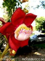 Abricó de macaco - 01