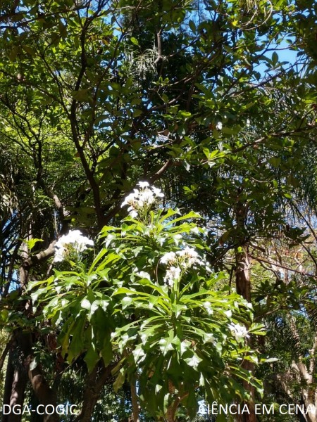 Foto 01_babosa-branca