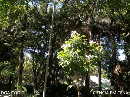 Belezas naturais do Campus Manguinhos: Babosa-branca | Internet – COGIC