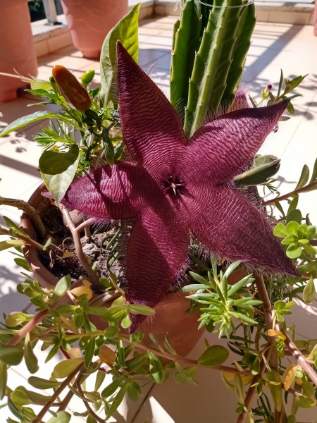 Angelina Pereira da Silva