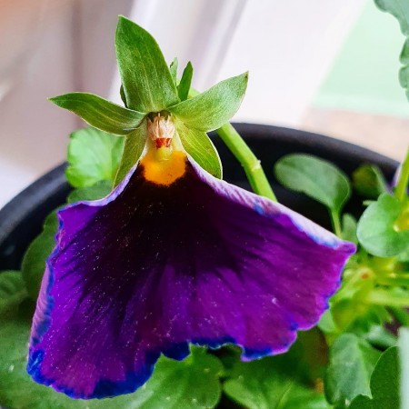 Patricia Helena Castro Nunes