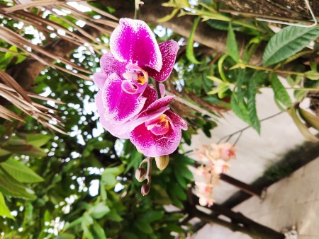 Thomas Angelo Gomes de Macedo