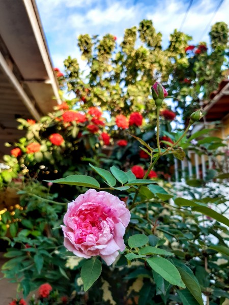 Liliane Monteiro de Moraes