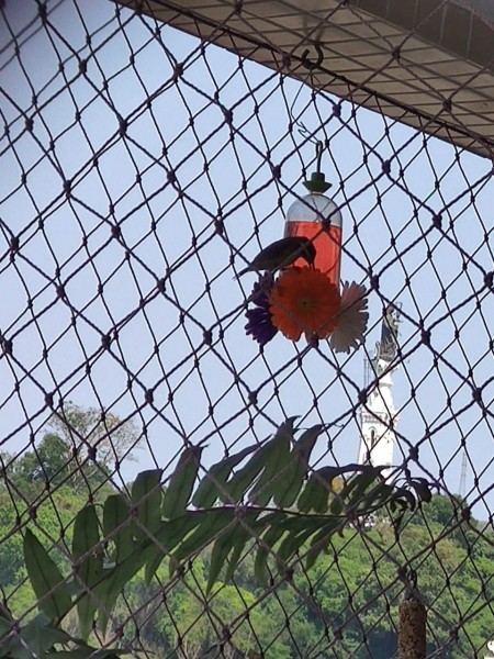 Victor Ortega Junqueira Zanon