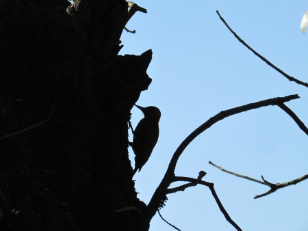 Dayana Gonçalves de Alexandrino Silva