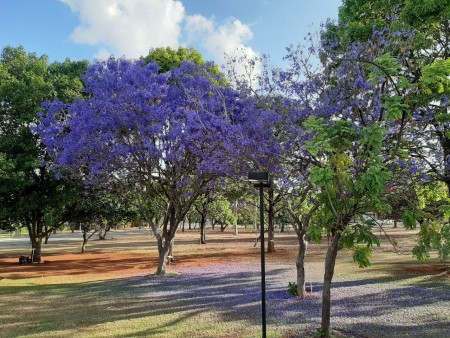 Osvaldo Peralta Bonetti