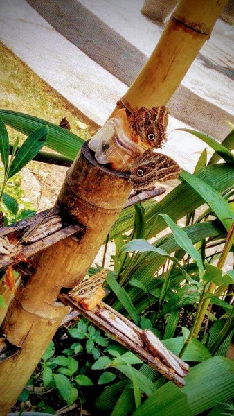 Maria Inez Sodré Saraiva