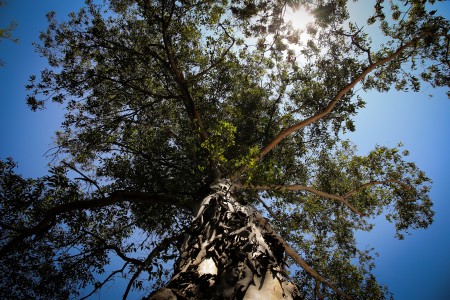 Marcelo Alves Coelho Júnior