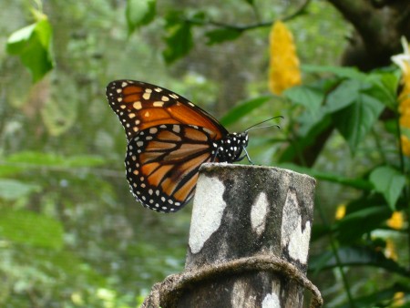 Isabel Cristina Rodrigues Dias da Motta