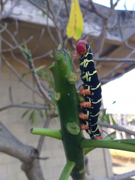 Isaac Ferreira Rangel da Silva