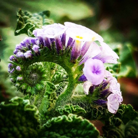 Patricia Helena Castro Nunes