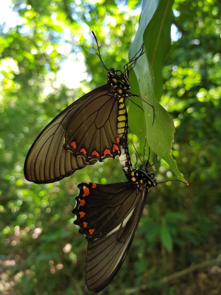 Sheila de Assis Tavares