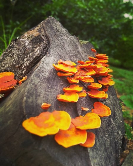 Eloiza Paula de Freitas Trindade