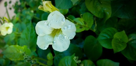 Marcelo Alves Coelho Júnior