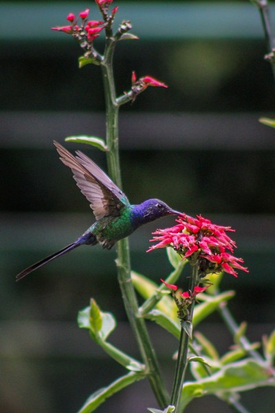 Pedro Magno Vilar de Araújo | Unidade: IOC